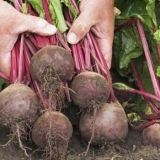 Kada izbaciti cveklu iz bašte radi skladištenja